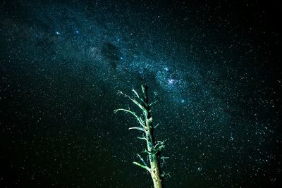 Low angle view of plant against star field at night