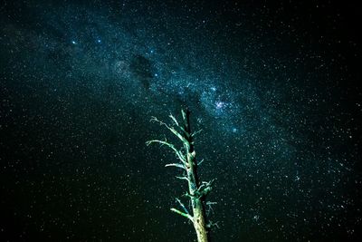 Low angle view of plant against star field at night