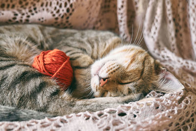 Cute tabby cat with red wool ball sleeping on lace beige blanket. funny home pet. 