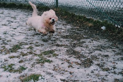 High angle view of dog on snow