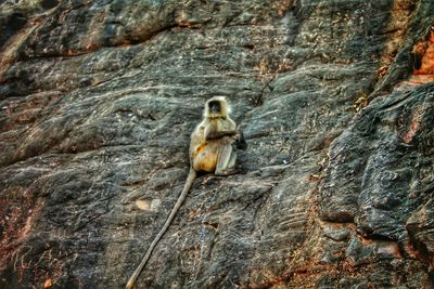 Lizard on rock