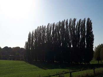 Trees on field against clear sky