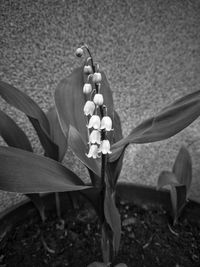 Close-up of flowering plants