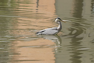 Duck swimming in lake