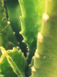 Macro shot of succulent plant