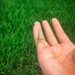 Close-up of hand holding grass
