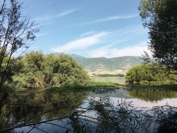 Scenic view of lake in forest against sky