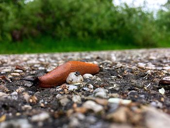 Surface level of ground