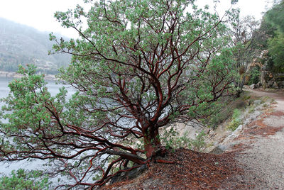 View of tree in forest