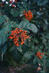 Close-up of rowanberries growing on plants