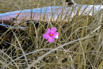 Close-up of pink crocus blooming on field