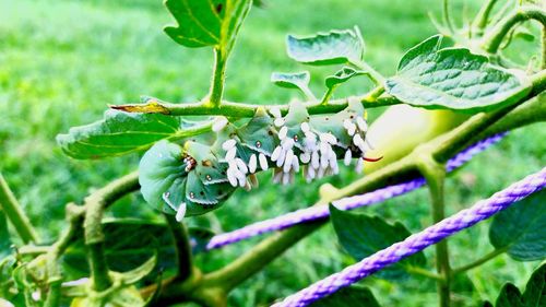 Close-up of insect on plant
