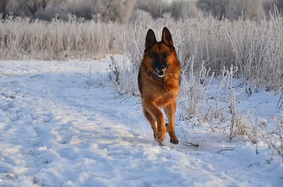 Dog in snow