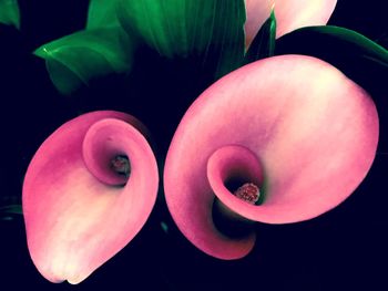 Close-up of pink flowers