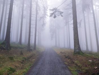 Road amidst trees in forest
