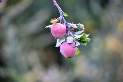 Close-up of pink flowering plant