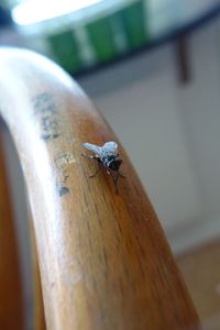 Close-up of fly on wood