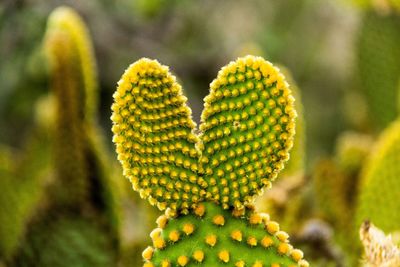 Close-up of cactus plant