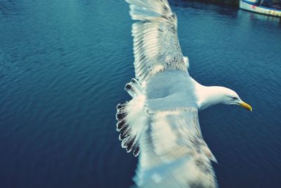 Close-up of seagull flying over lake