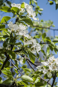 Low angle view of white flowers blooming on tree