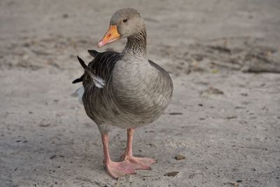 Close-up of duck