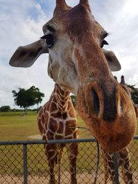 Close-up of giraffe standing on field against sky