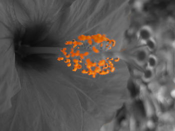 Close-up of marigold blooming outdoors