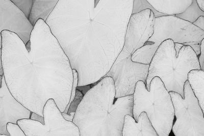 Close-up of dried leaves on plant