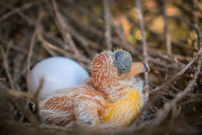 Close-up of birds in nest