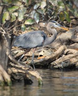 View of bird perching on tree