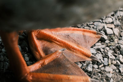 Close-up of duck feet