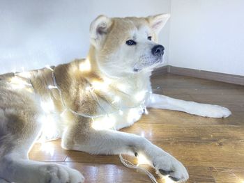 View of a dog resting on floor at home