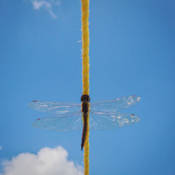 Close-up of dragonfly flying against blue sky