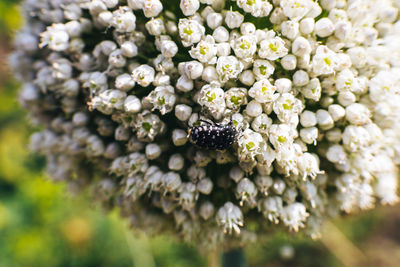 Close-up of white flowering plant