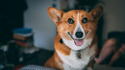 Portrait of dog on book