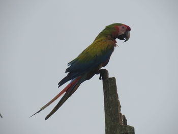 Low angle view of parrot perching on tree against sky