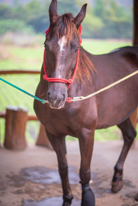 Horse standing in ranch