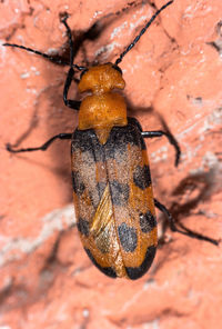 Close-up of insect on rock