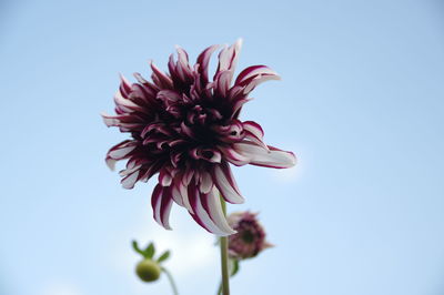 Close-up of pink flower against clear sky