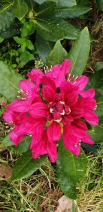 High angle view of pink flowering plant