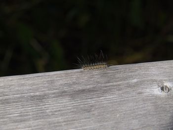 Close-up of insect on wood