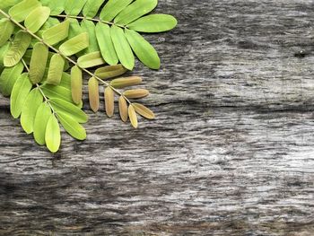 Close-up of green leaves on table