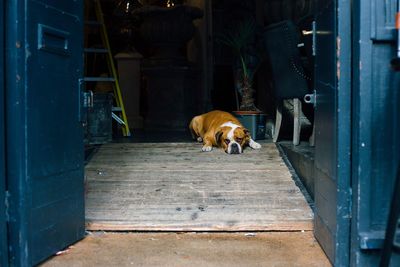 Dog resting on wooden ramp indoors
