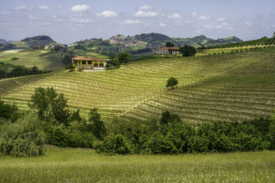 Scenic view of agricultural field against sky