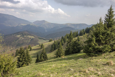 Scenic view of pine trees and mountains against sky