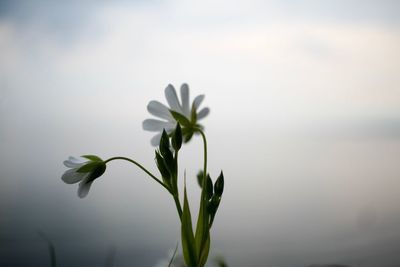 Close-up of plant