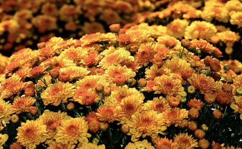 Close-up of flowering plants