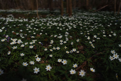 plant