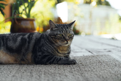 The cat is resting on the deck of the backyard against the background of the golden setting sun