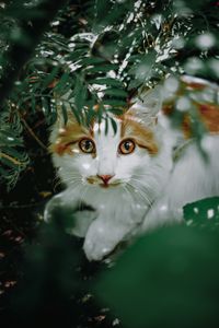 Close-up portrait of cat